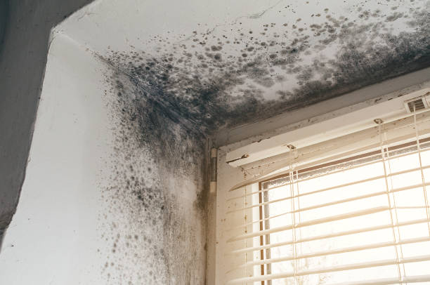 Affordable Mold Cleanup solutions in Ardmore, PA